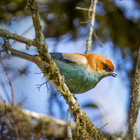 Chestnut-backed Tanager